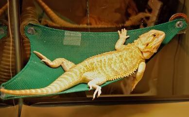 tips for pet bearded dragon