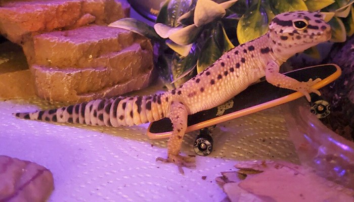 Leopard Geckos Live As A Pet