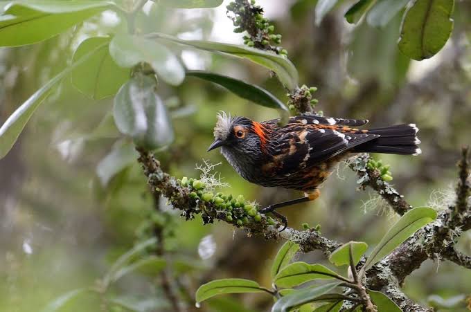 Crested Honeycreeper - Endangered Species In Hawaii