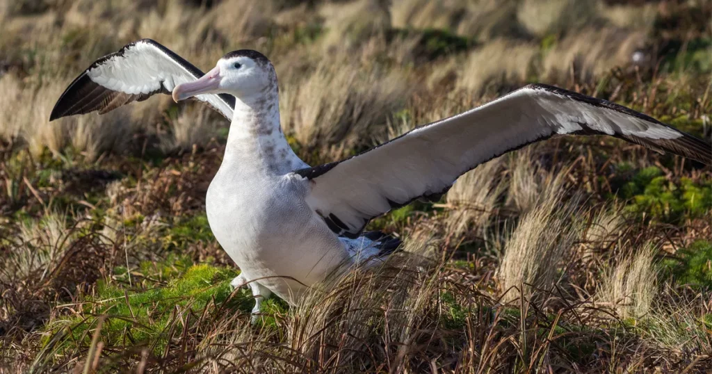 Antipodean Albatross