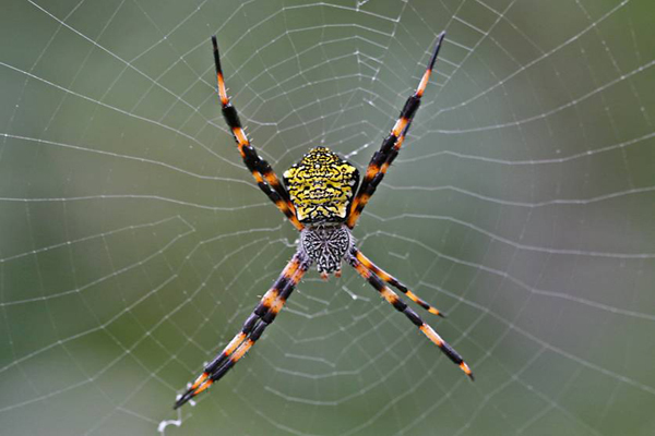 Hawaiian Garden Spider