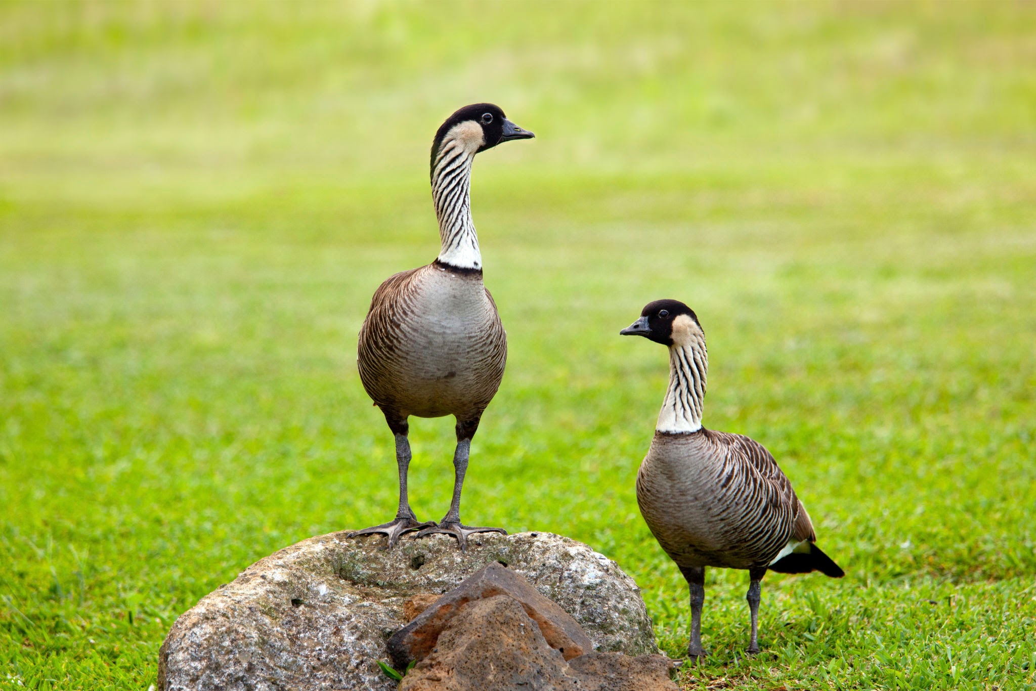 Nene Hawaiian Goose - Endangered Species In Hawaii