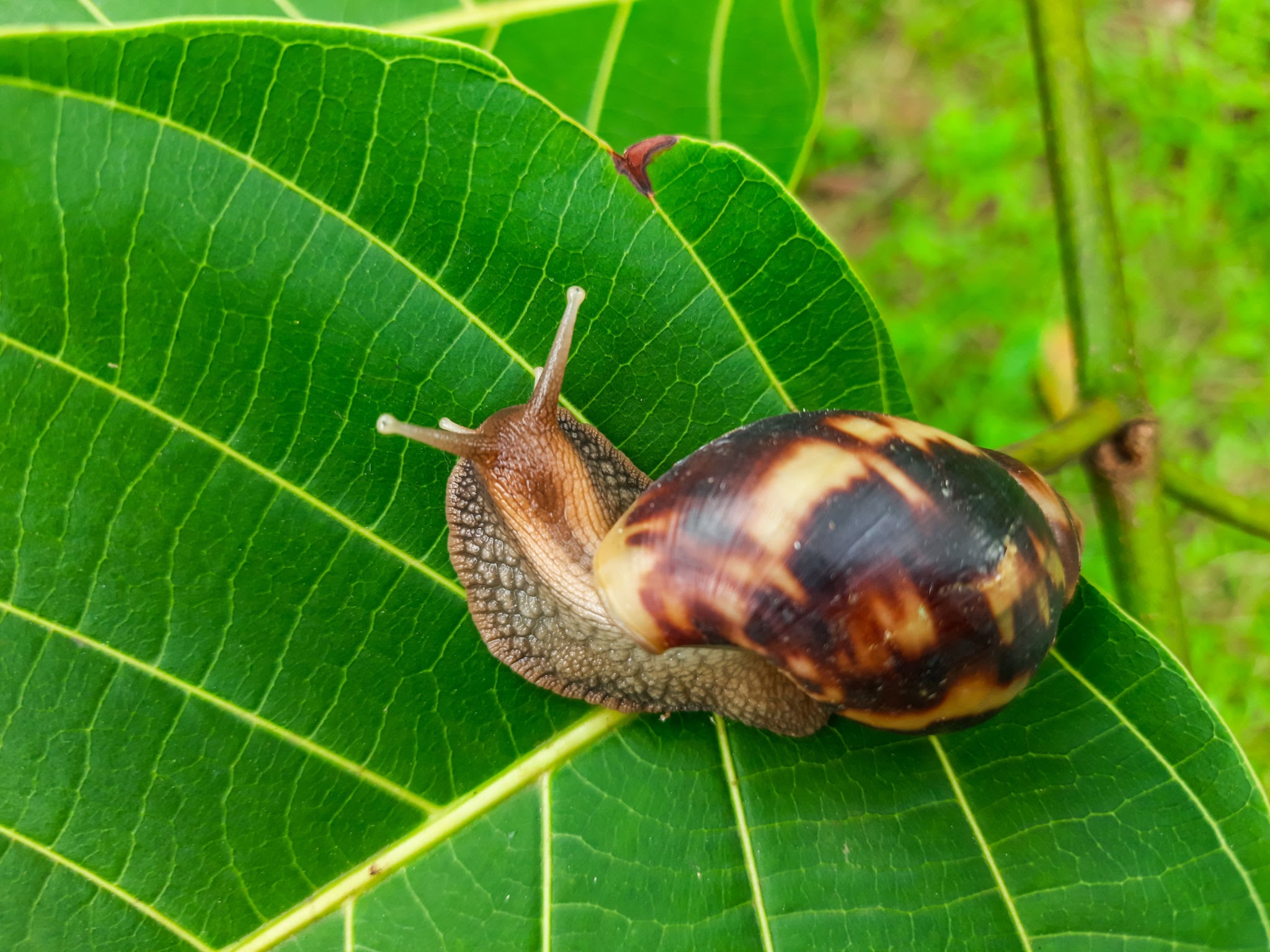 Oahu Tree Snail - Endangered Species In Hawaii