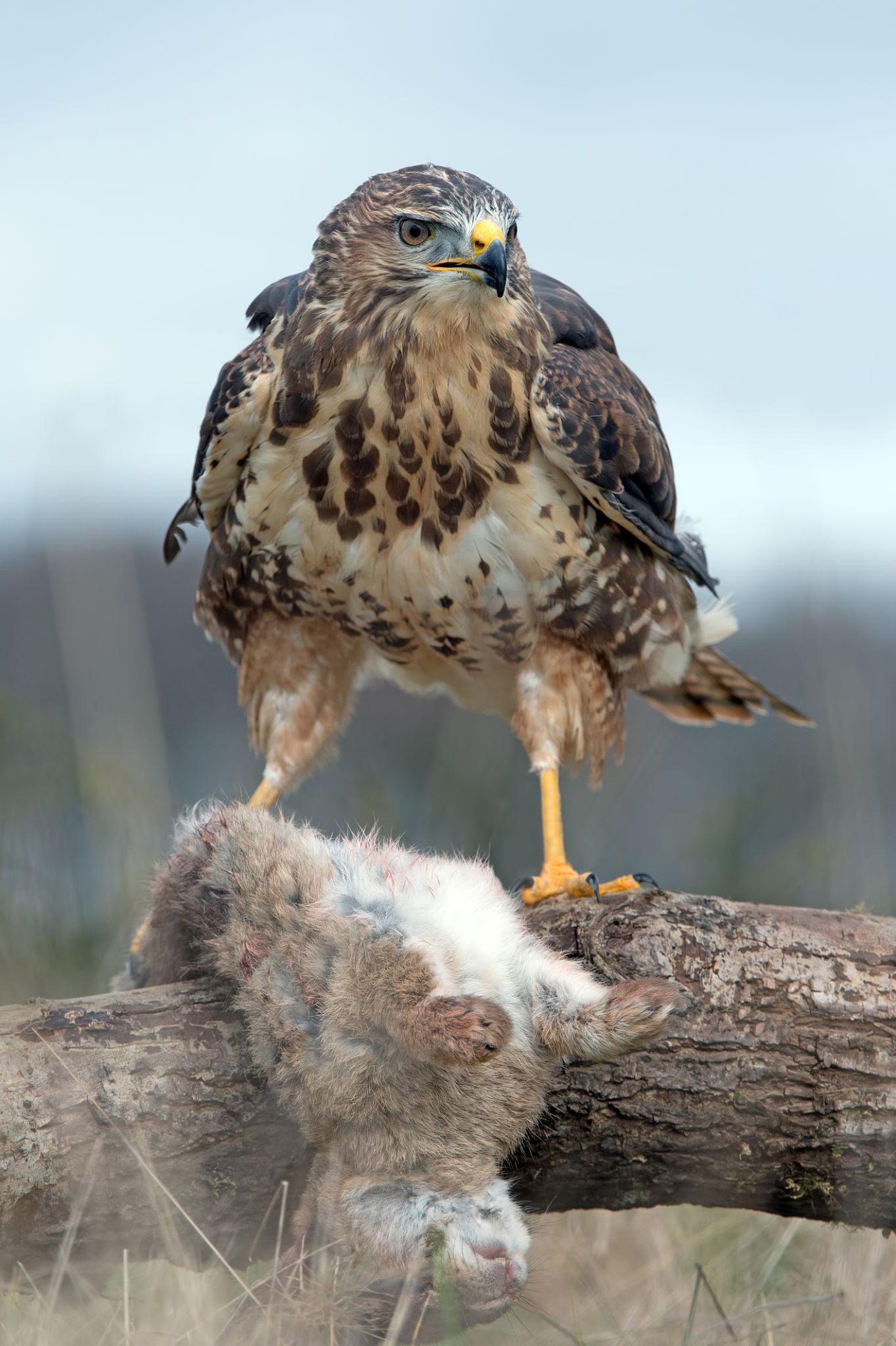 Hawaiian Hawk - Endangered Species In Hawaii