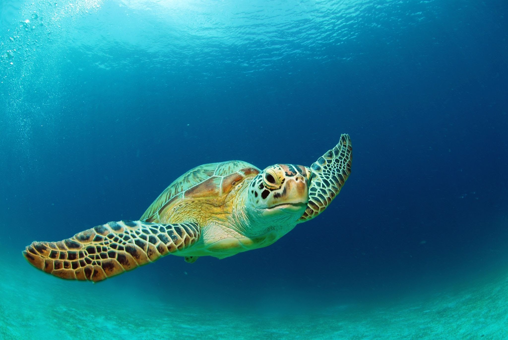 Green Sea Turtle - Endangered Species In Hawaii