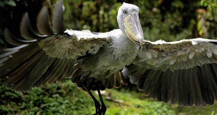 Shoebill