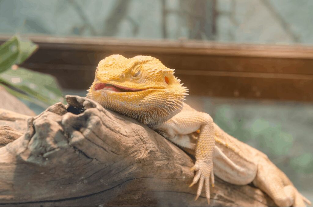 Bearded Dragon Sleeping Habits Is It Sleeping Too Much