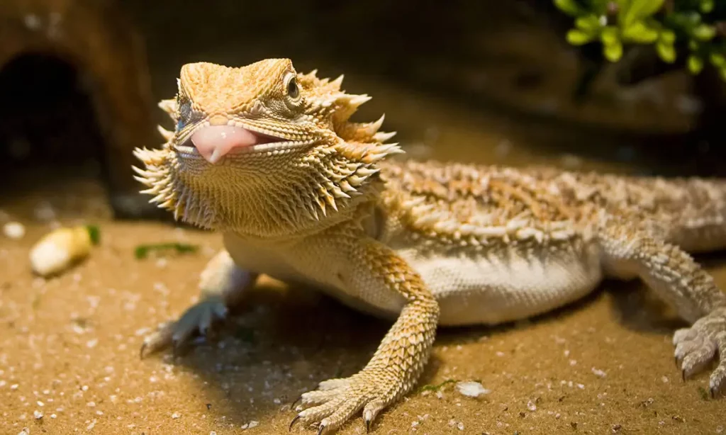 Typical Bearded Dragon Behavior and Appearance