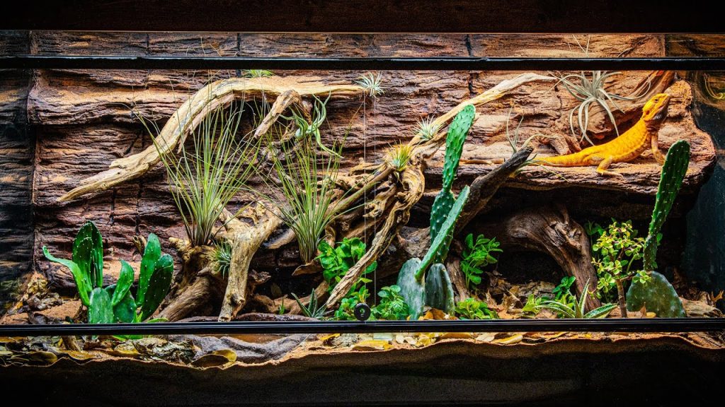 Bearded Dragon Terrarium