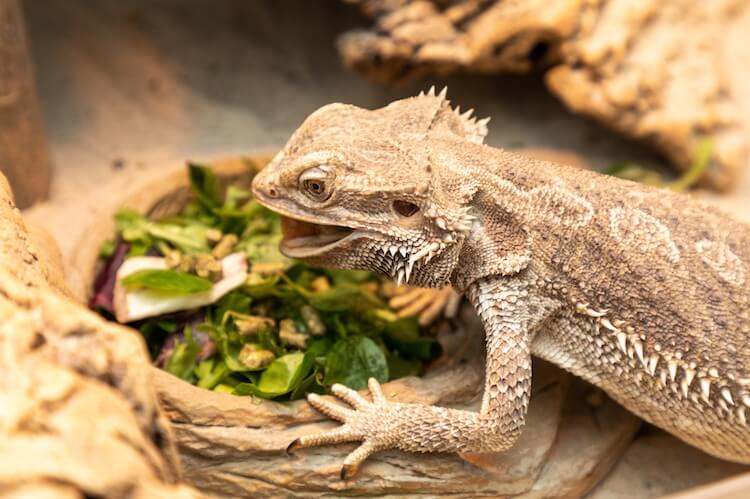 Bearded Dragon Diet