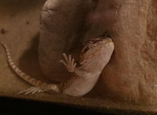 Bearded Dragon Sleeping Habits Is It Sleeping Too Much