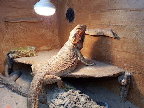 Bearded dragon basking under light