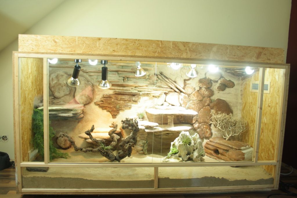 Bearded Dragon Habitat Setup 2024 : Best Tank Setup Guide