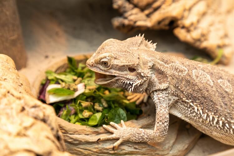 bearded dragon tank food supplies