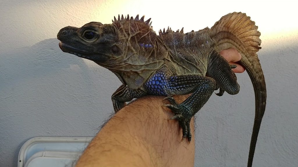 Is Sailfin Dragon Good Pet?