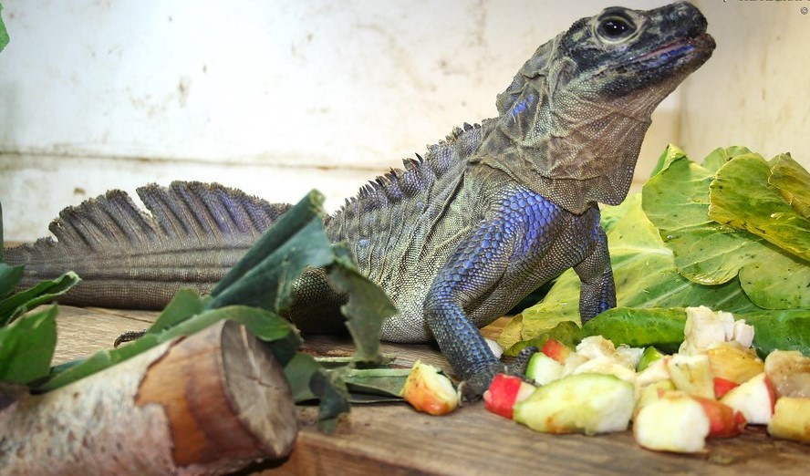 weber's sailfin dragon diet