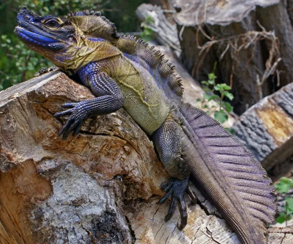 sailfin dragon in the wild