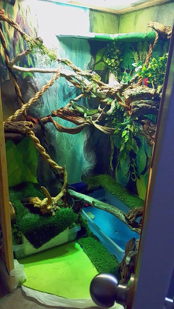 sailfin dragon enclosure