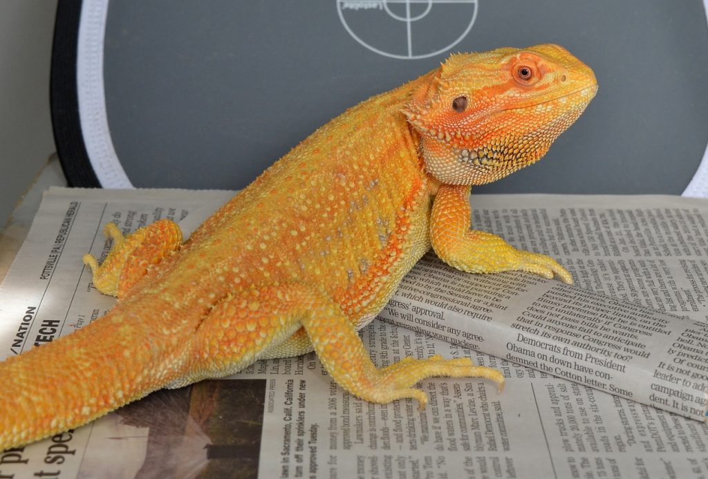 yellow and orange hypo citrus Dunner Morph