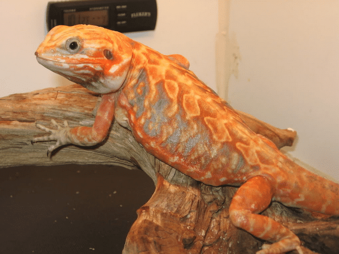 Silkback bearded dragon