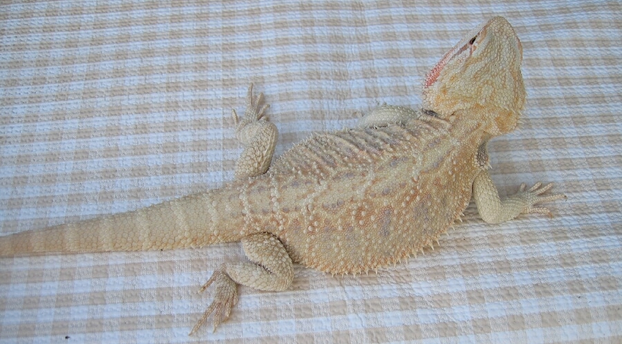 most popular bearded dragon morphs - Silverback Morph