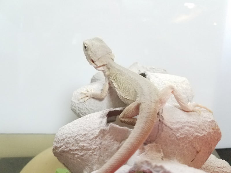 Witblits Ranger bearded dragon morph