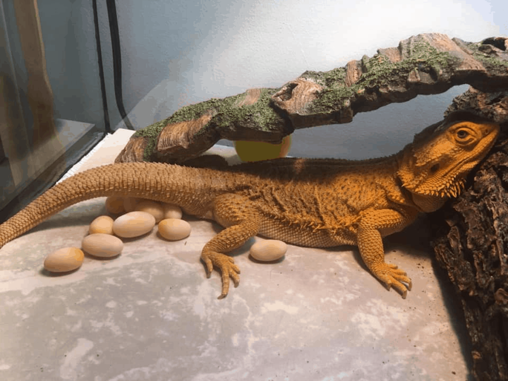 How To Breed Bearded Dragons Successful Breeding Guide 1058