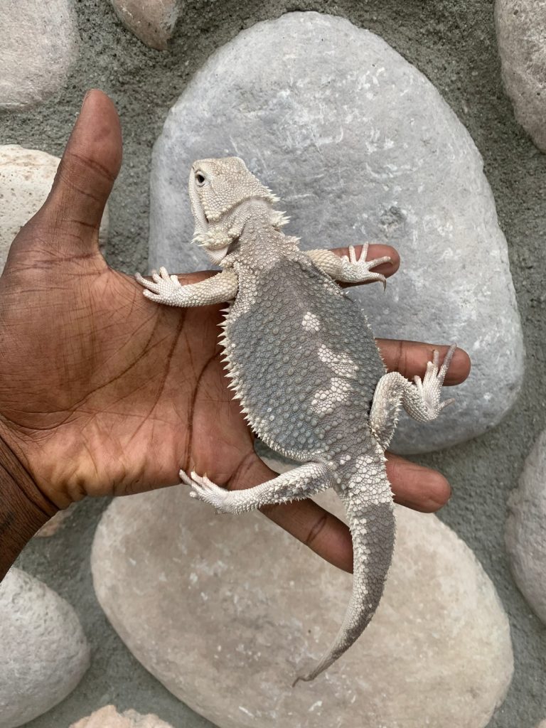 rare Wero Morph