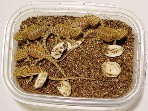 Bearded Dragon Incubation & Egg Hatching