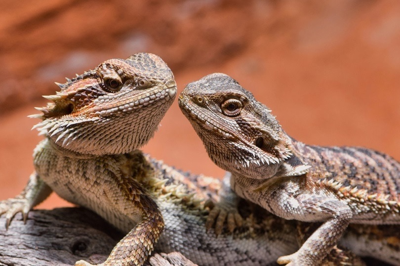 Bearded Dragon Mating Behavior