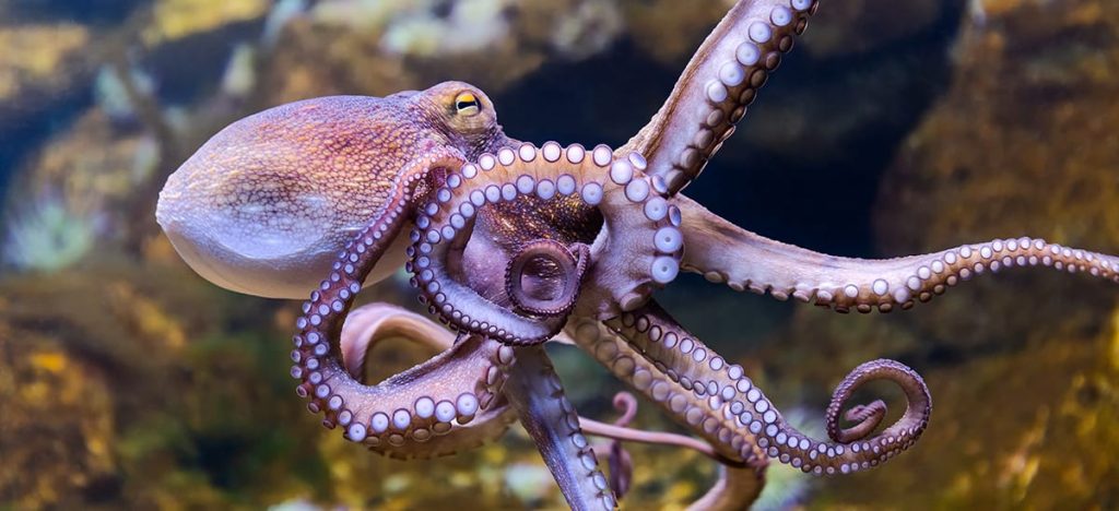 Do Octopuses Have Teeth? - Do They Have Mouths?