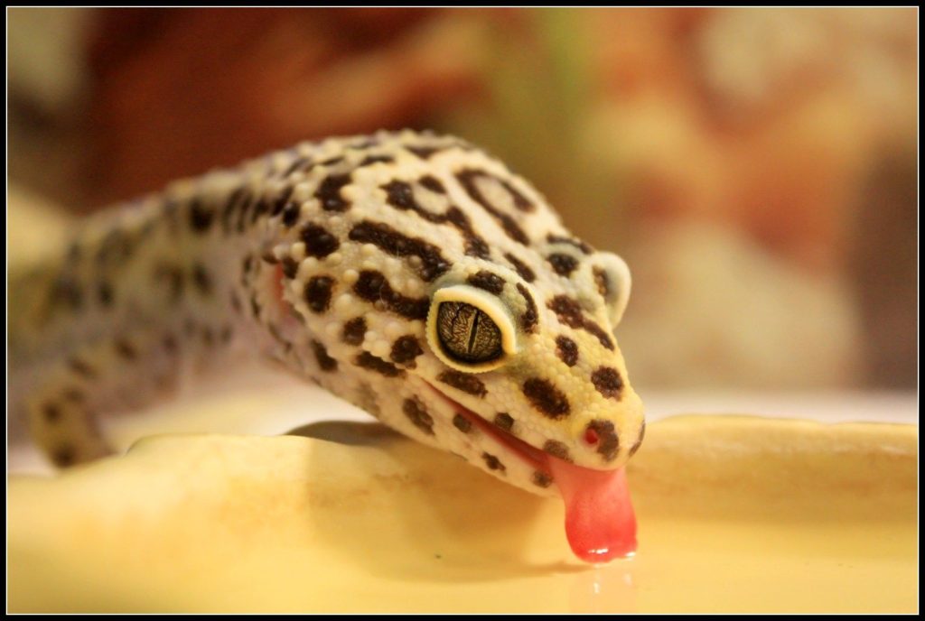 How to Prevent Your Leopard Gecko from Dying