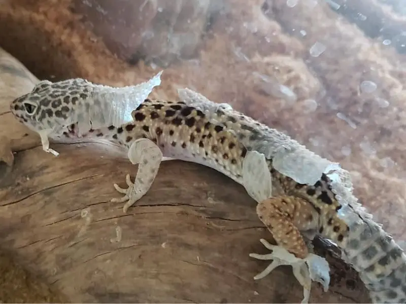 dehydrated leopard gecko