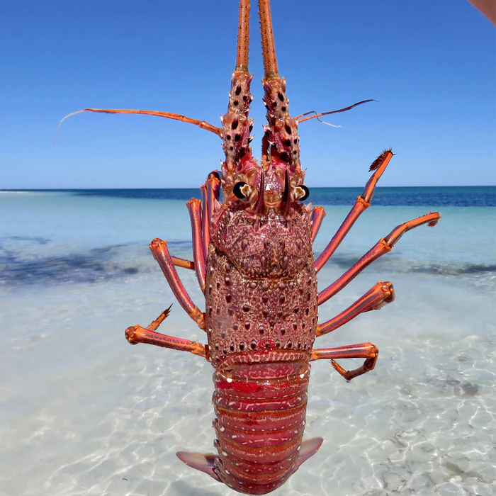 Lobsters' Ability to Live Out of Water