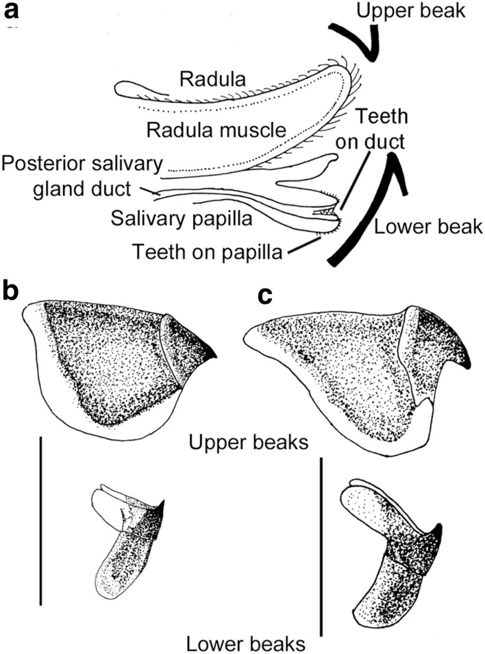 Do Octopuses Have Teeth? anatomy of Octopus Mouth