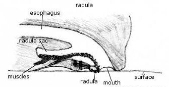 Octopus Mouth Segmentation 