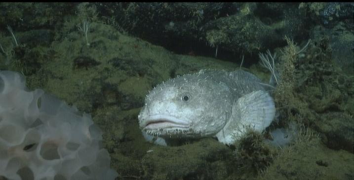 What Do Blobfish Look Like Underwater?