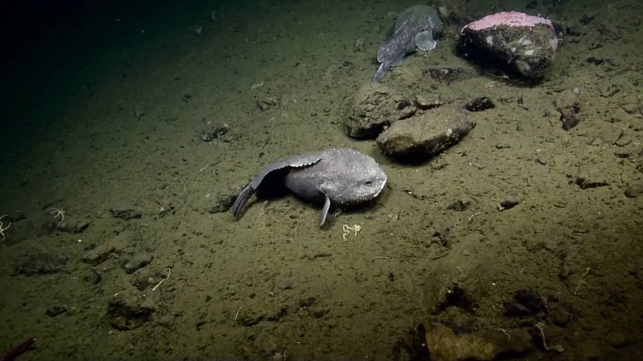 Blobfish Natural Habitat