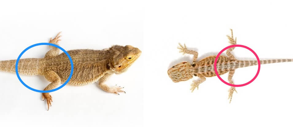 Recognizing Sexual Dimorphism of bearded dragon