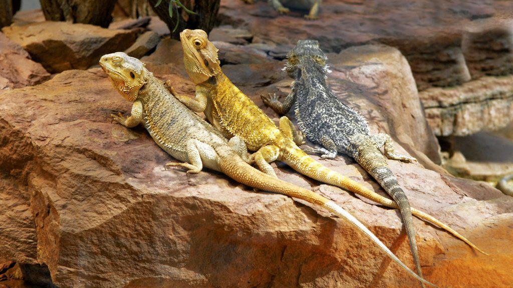 bearded dragon beeders