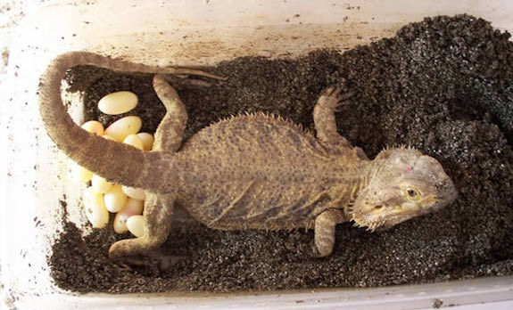 bearded dragon egg hatchling