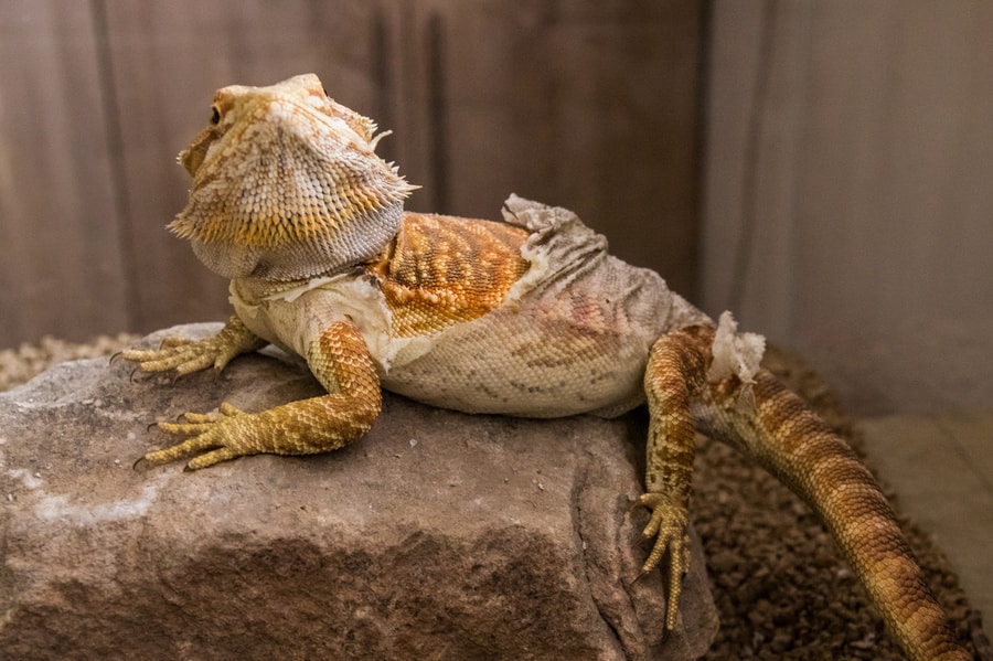 bearded dragon shedding