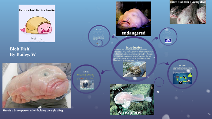 How Do Blobfish Survive a Harsh Habitat?
