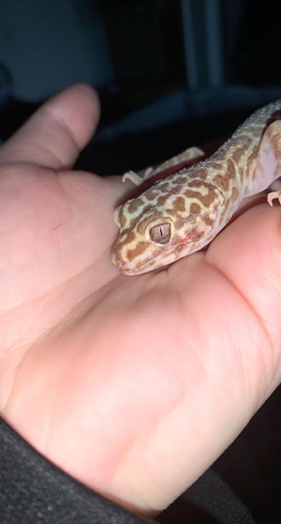 dying leopard gecko - signs sunken eyes, lethargic