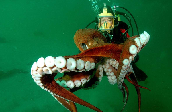 Are Octopuses Deadly? What to Do if You Encounter an Octopus?