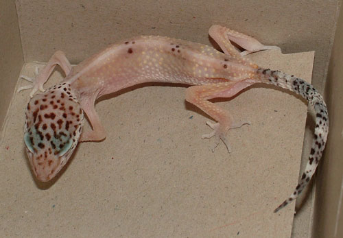 Extreme weight loss of leopard gecko