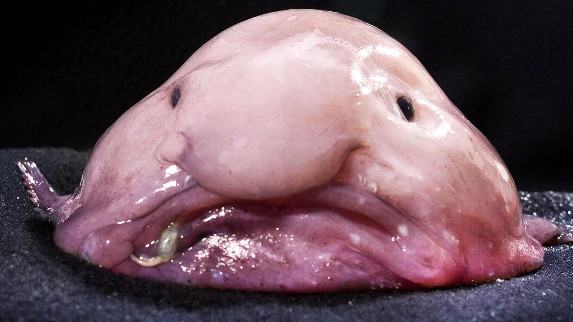 What Do Blobfish Look Like Out of the Water?