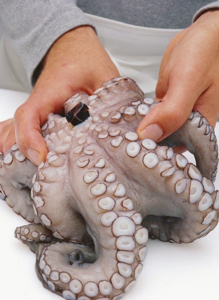 octopus beak
