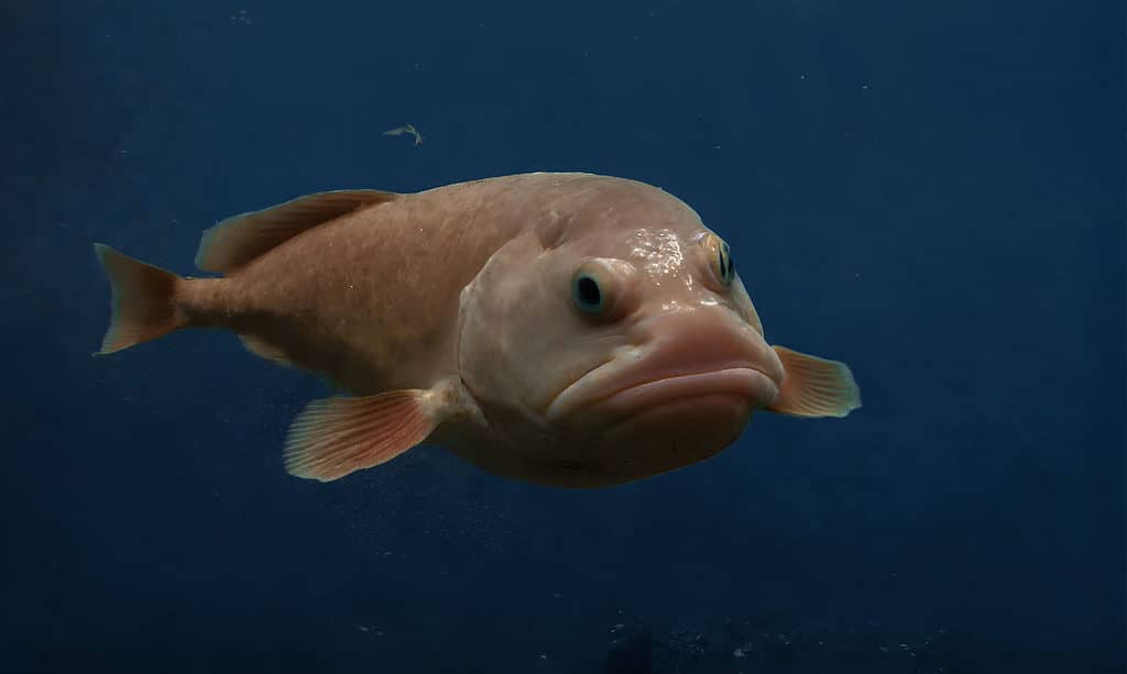 What Do Blobfish Look Like Underwater - Under Pressure