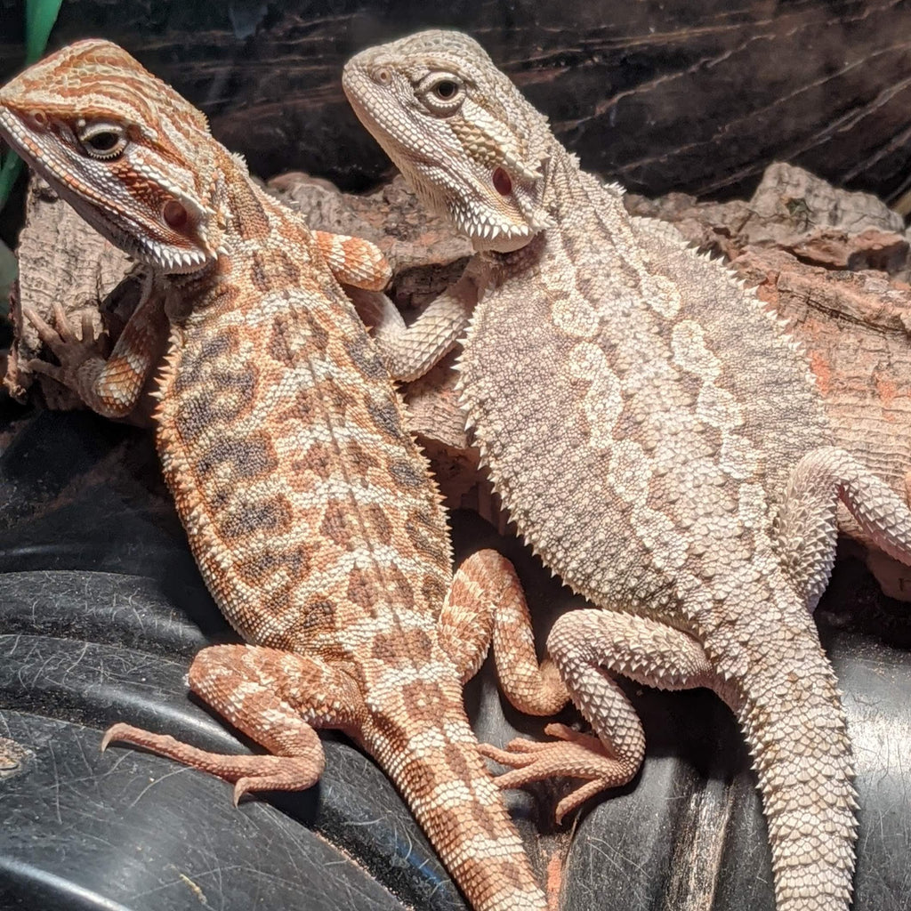 Fancy Bearded Dragon Vs Bearded Dragon- Comparison Chart